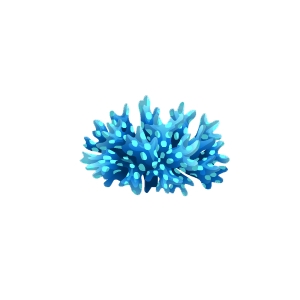 Blue Cauliflower Coral